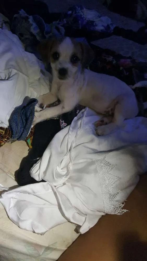 Cachorro ra a SRD idade Abaixo de 2 meses nome Branquinha