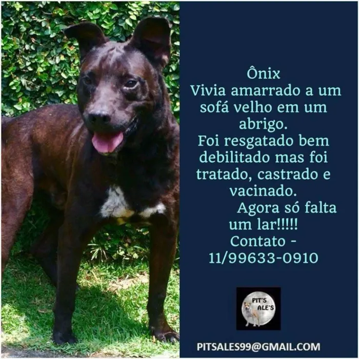 Cachorro ra a SRD idade 2 anos nome ONIX
