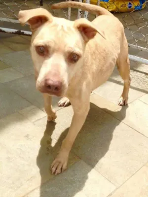 Cachorro raça Pit-Bull idade 3 anos nome VICKY