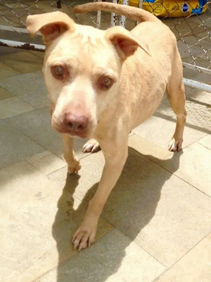 Cachorro ra a Pit-Bull idade 3 anos nome VICKY