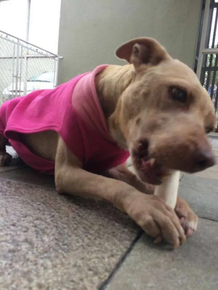 Cachorro ra a Pit-Bull idade 3 anos nome VICKY