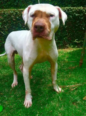 Cachorro raça Pit-Bull idade 3 anos nome DADO