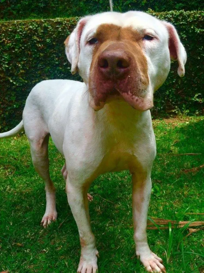 Cachorro ra a Pit-Bull idade 3 anos nome DADO