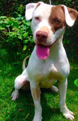 Cachorro raça Pit-Bull idade 1 ano nome THOR