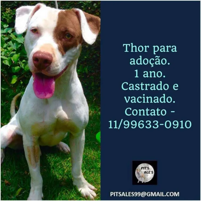 Cachorro ra a Pit-Bull idade 1 ano nome THOR