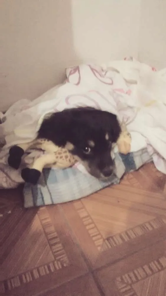 Cachorro ra a Boiadeira da berna idade 2 a 6 meses nome Sem nome