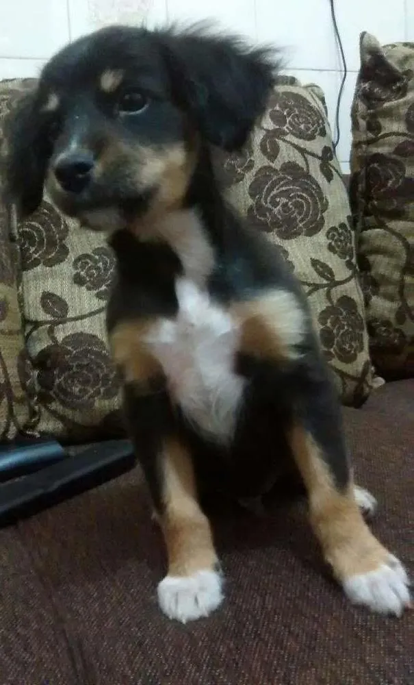 Cachorro ra a Boiadeira da berna idade 2 a 6 meses nome Sem nome