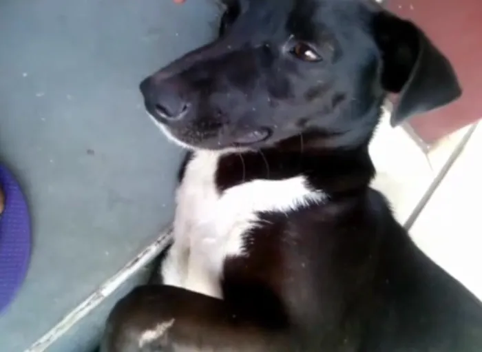 Cachorro ra a vira-lata idade 2 anos nome Pity
