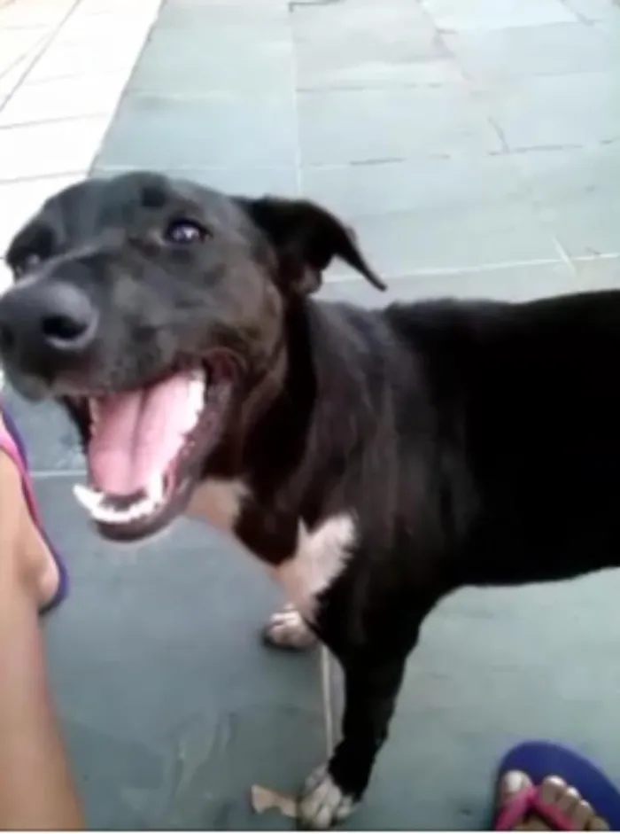 Cachorro ra a vira-lata idade 2 anos nome Pity