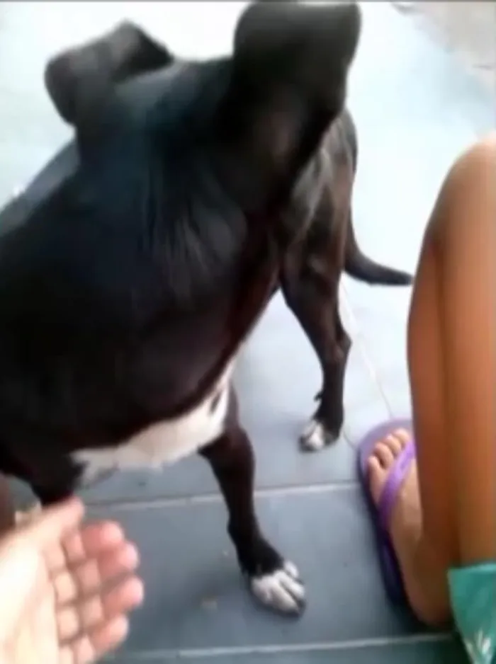 Cachorro ra a vira-lata idade 2 anos nome Pity