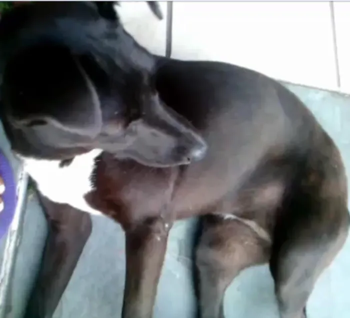 Cachorro ra a vira-lata idade 2 anos nome Pity