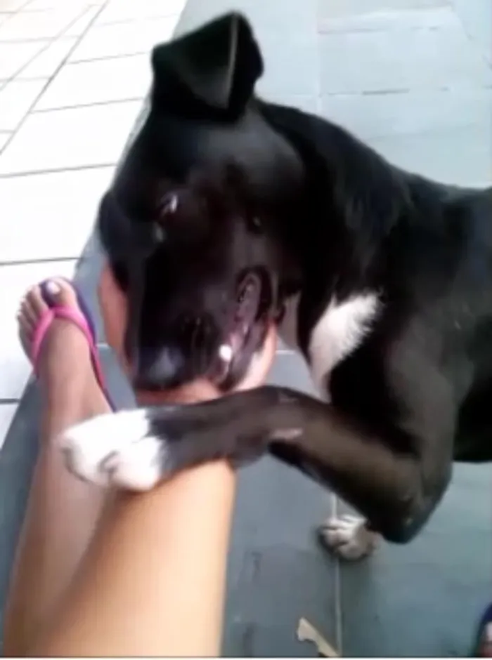 Cachorro ra a vira-lata idade 2 anos nome Pity