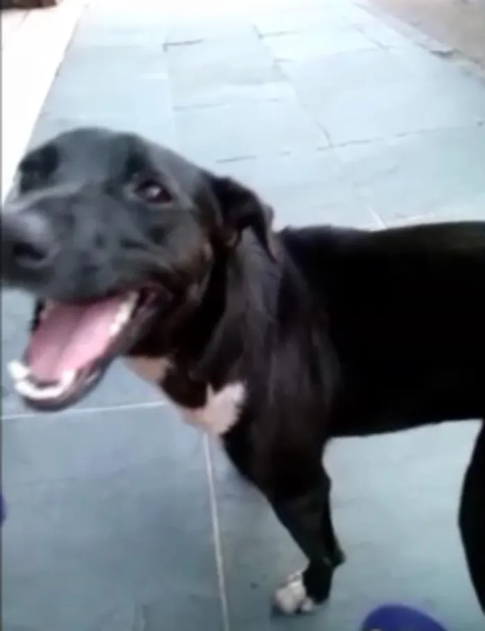 Cachorro ra a vira-lata idade 2 anos nome Pity