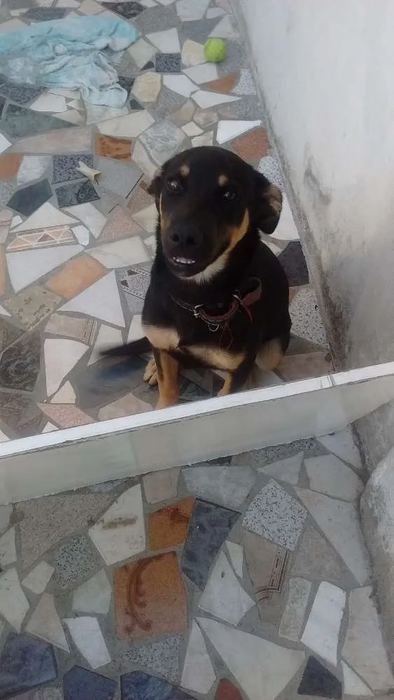 Cachorro ra a Vira lata idade 7 a 11 meses nome Nick