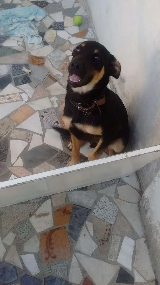 Cachorro ra a Vira lata idade 7 a 11 meses nome Nick