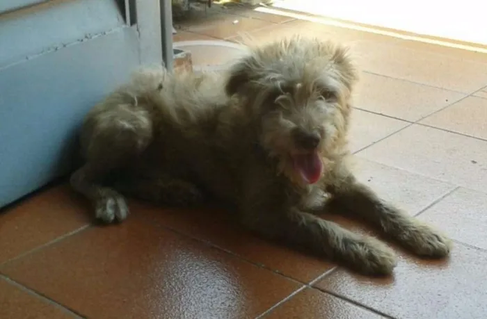 Cachorro ra a Indefinido idade 2 a 6 meses nome Bugy