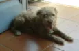 Bugy
