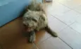 Bugy
