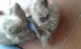Bugy