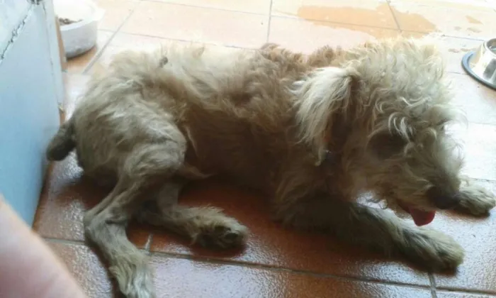 Cachorro ra a Indefinido idade 2 a 6 meses nome Bugy