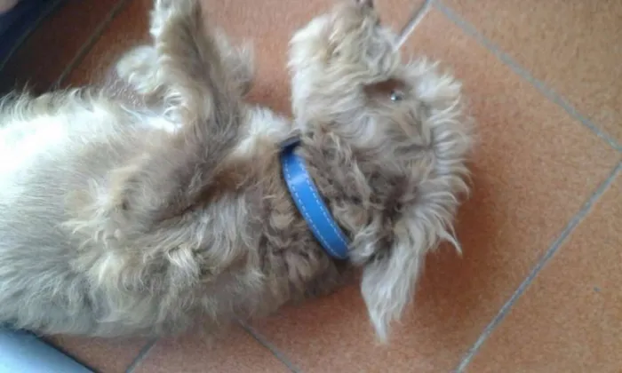 Cachorro ra a Indefinido idade 2 a 6 meses nome Bugy