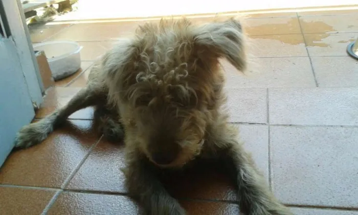 Cachorro ra a Indefinido idade 2 a 6 meses nome Bugy