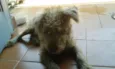 Bugy