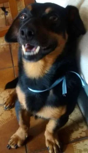 Cachorro raça Vira Lata idade 3 anos nome Logan