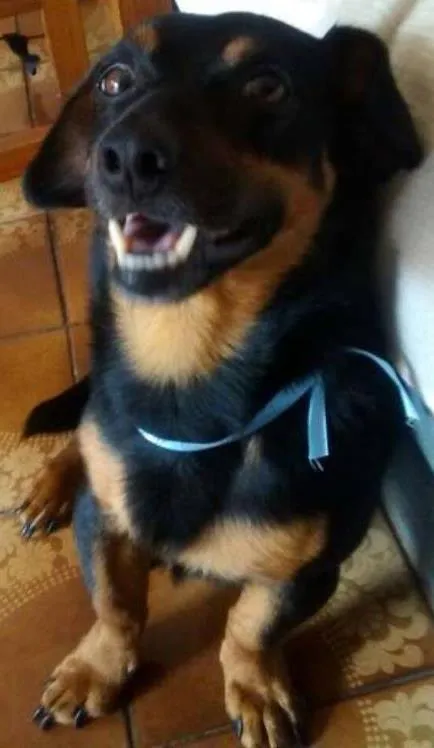 Cachorro ra a Vira Lata idade 3 anos nome Logan