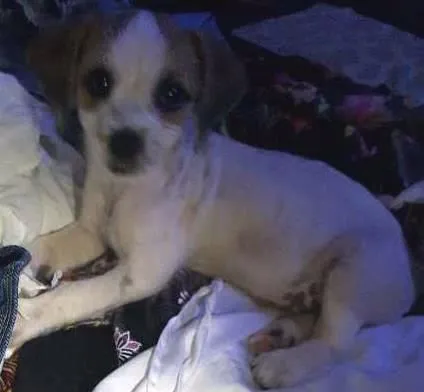 Cachorro ra a SRD idade Abaixo de 2 meses nome Branquinha