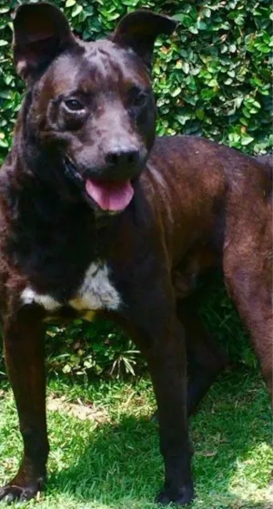 Cachorro raça SRD idade 2 anos nome ONIX
