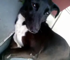 Cachorro raça vira-lata idade 2 anos nome Pity