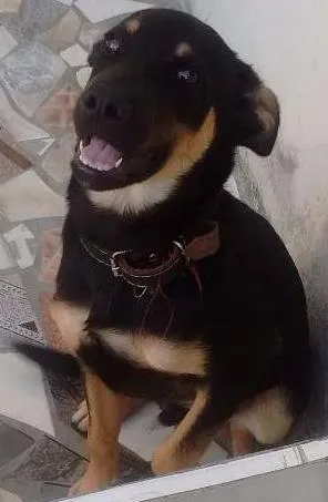 Cachorro raça Vira lata idade 7 a 11 meses nome Nick