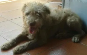 Cachorro raça Indefinido idade 2 a 6 meses nome Bugy