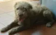 Bugy