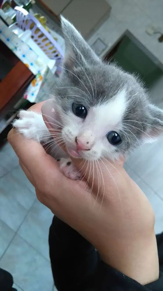 Gato ra a  idade Abaixo de 2 meses nome Vários