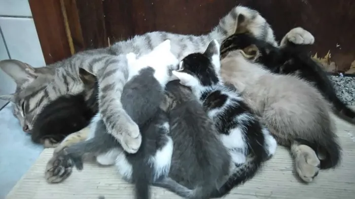 Gato ra a  idade Abaixo de 2 meses nome Vários