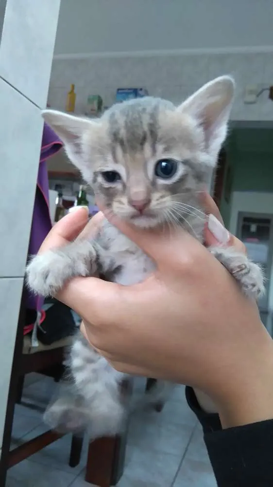 Gato ra a  idade Abaixo de 2 meses nome Vários