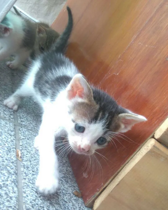 Gato ra a  idade Abaixo de 2 meses nome Vários