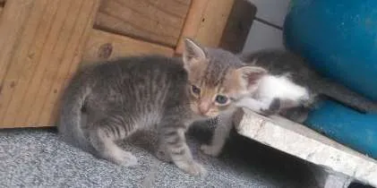 Gato ra a  idade Abaixo de 2 meses nome Vários