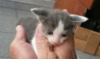 Gato ra a  idade Abaixo de 2 meses nome Vários