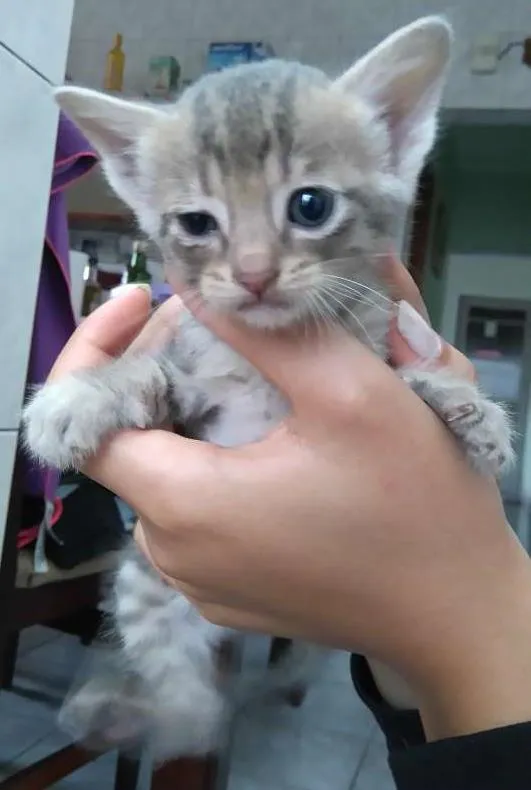 Gato ra a  idade Abaixo de 2 meses nome Vários