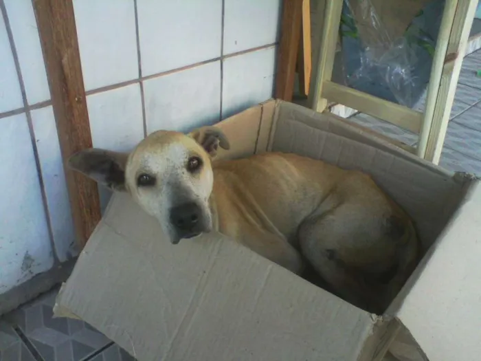 Cachorro raça SRD idade 1 ano nome Não tem