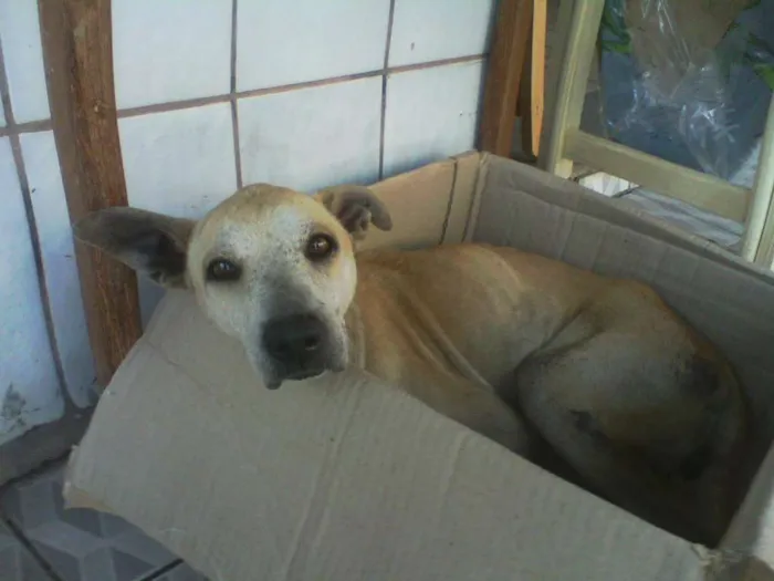 Cachorro raça SRD idade 1 ano nome Não tem