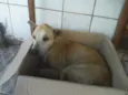 Não tem
