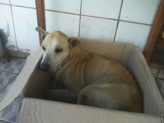 Cachorro raça SRD idade 1 ano nome Não tem