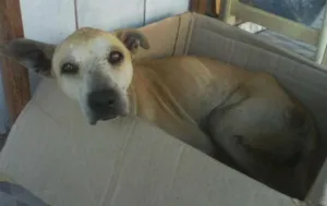Cachorro raça SRD idade 1 ano nome Não tem
