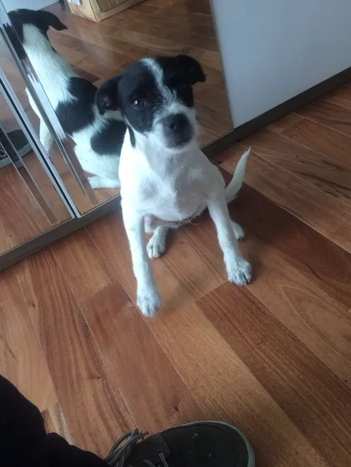 Cachorro ra a  idade 2 a 6 meses nome sem nome