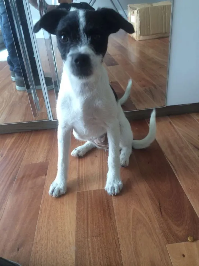 Cachorro ra a  idade 2 a 6 meses nome sem nome