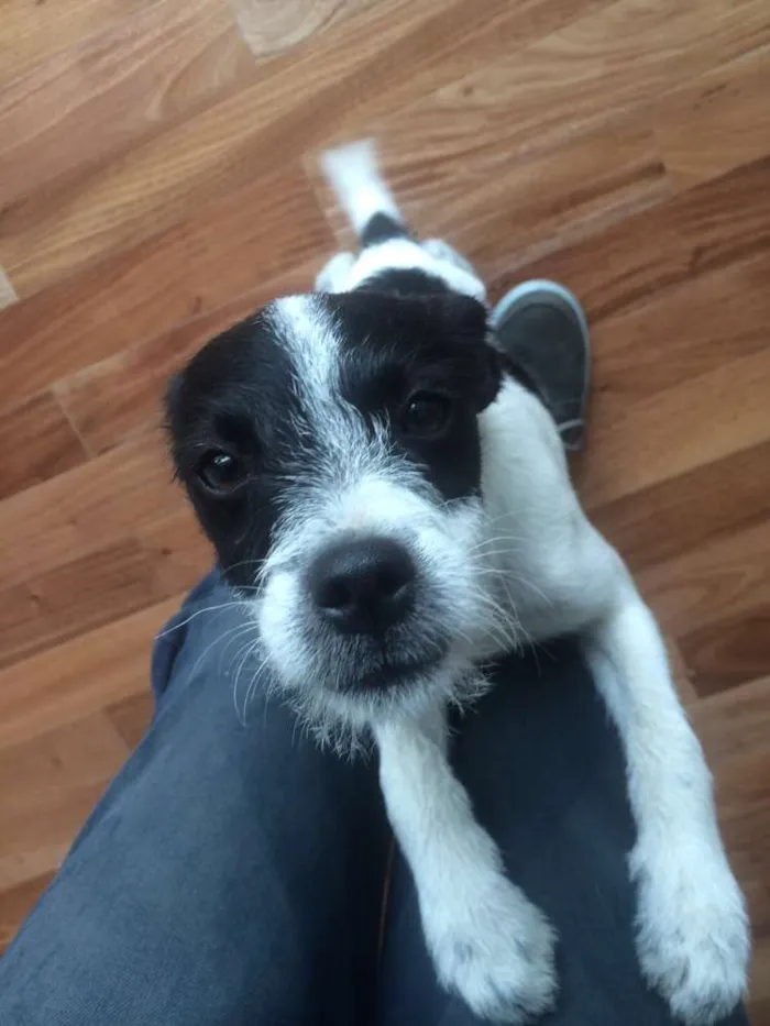 Cachorro ra a  idade 2 a 6 meses nome sem nome